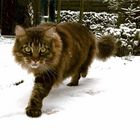 ABC der Kater läuft im Schnee