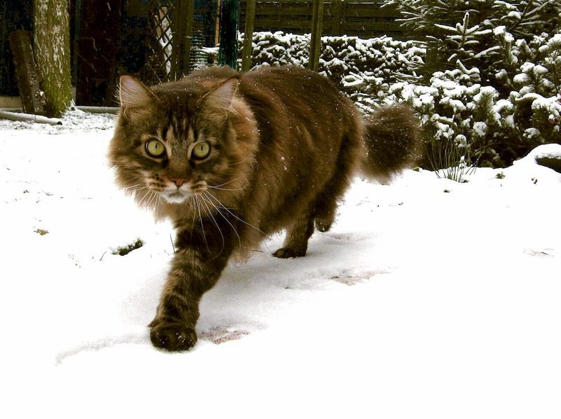 ABC der Kater läuft im Schnee