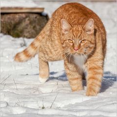 ABC der Kater lief in Schnee...