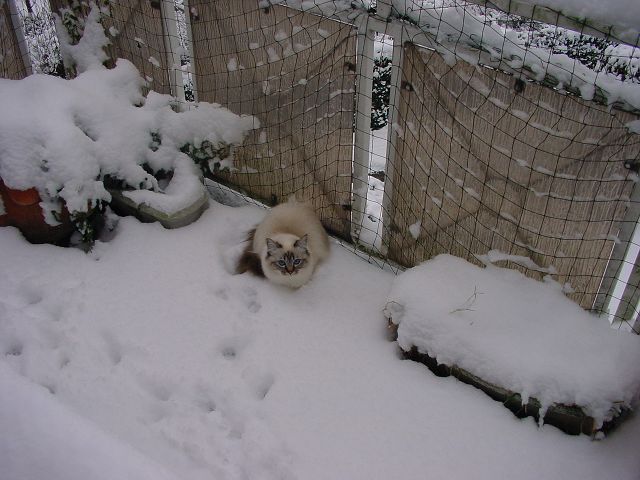 ABC die Haily liebt den Schnee