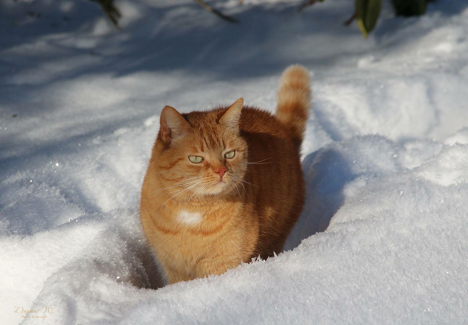 ABC die Katze läuft im Schnee 