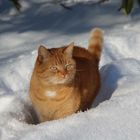 ABC die Katze läuft im Schnee 