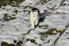 ABC- die Katze läuft im Schnee