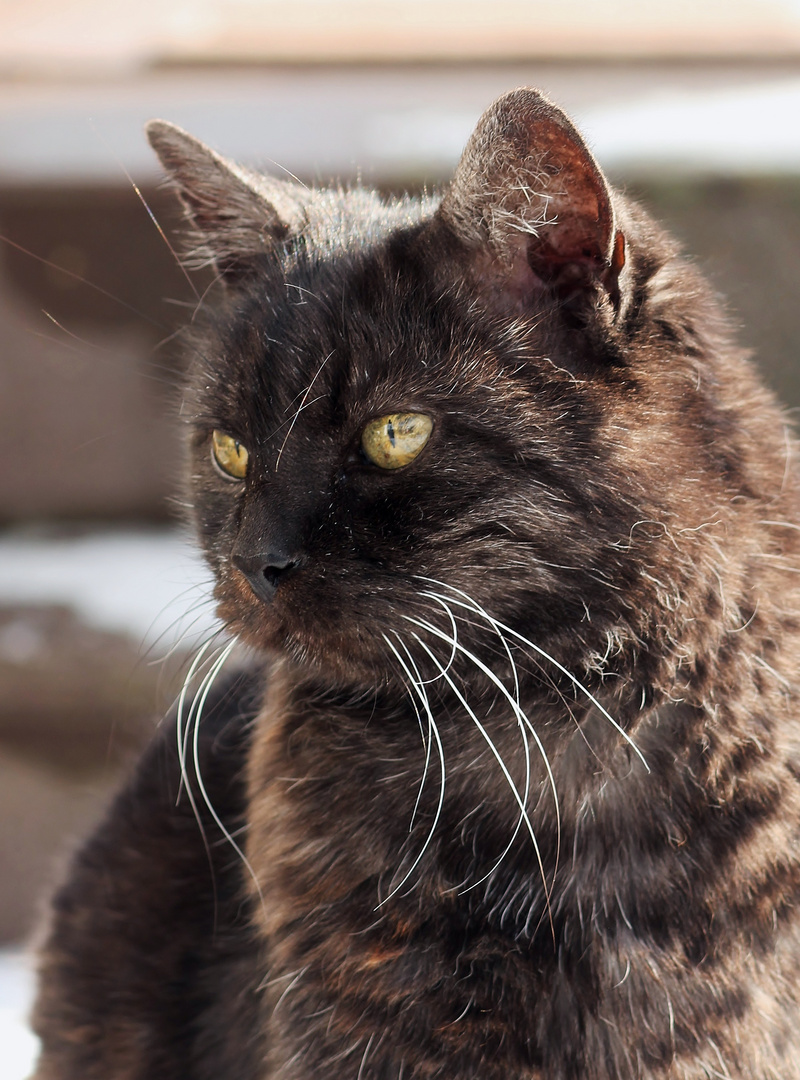 ABC die Katze lief im Schnee