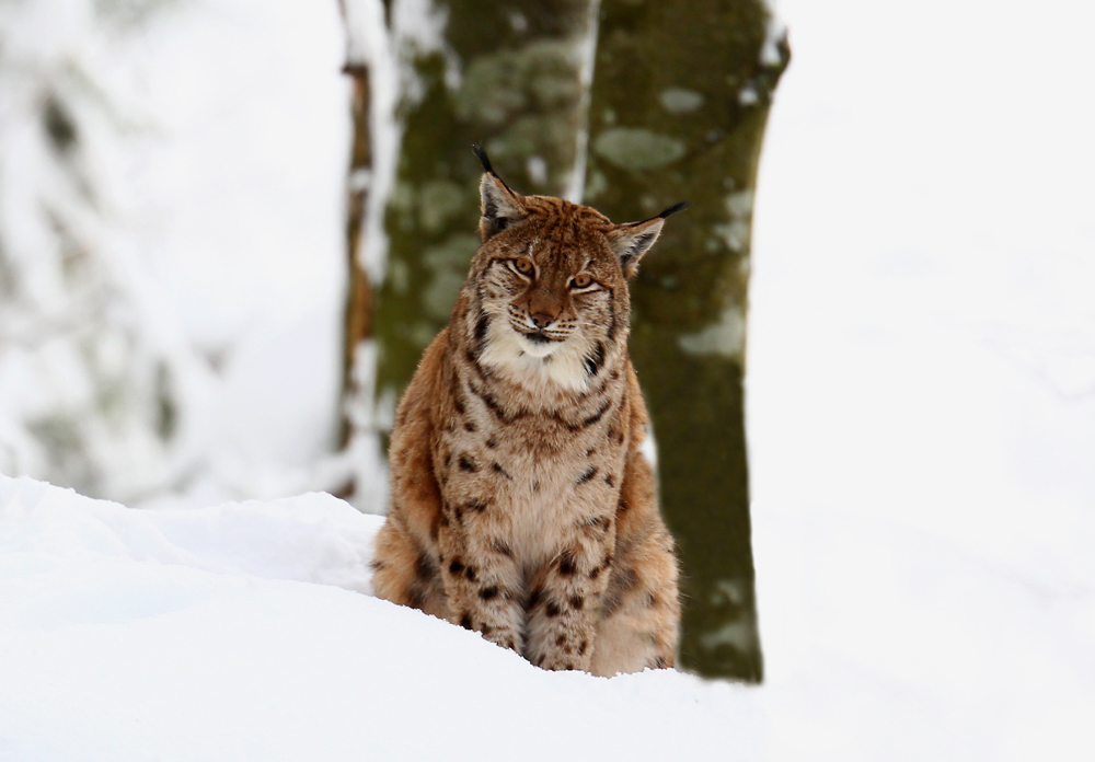 A,B,C, die Katze lief im Schnee....