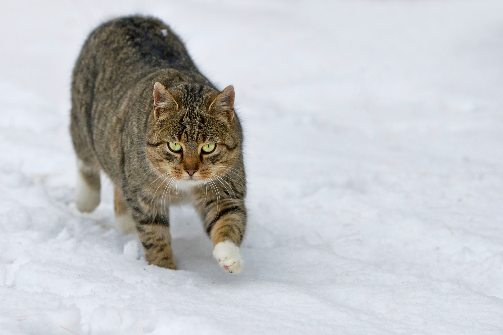 ABC... die Katze lief im Schnee Foto & Bild | tiere, haustiere, katzen