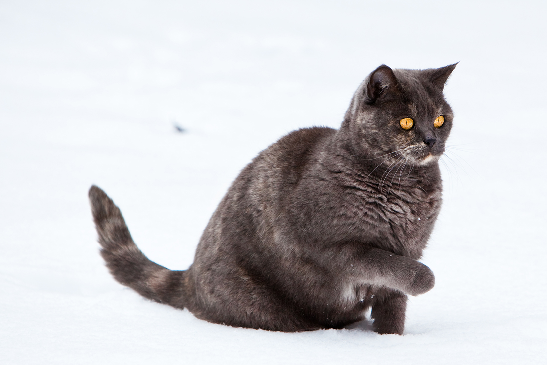 A,B,C die Katze lief im Schnee.......