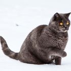 A,B,C die Katze lief im Schnee.......