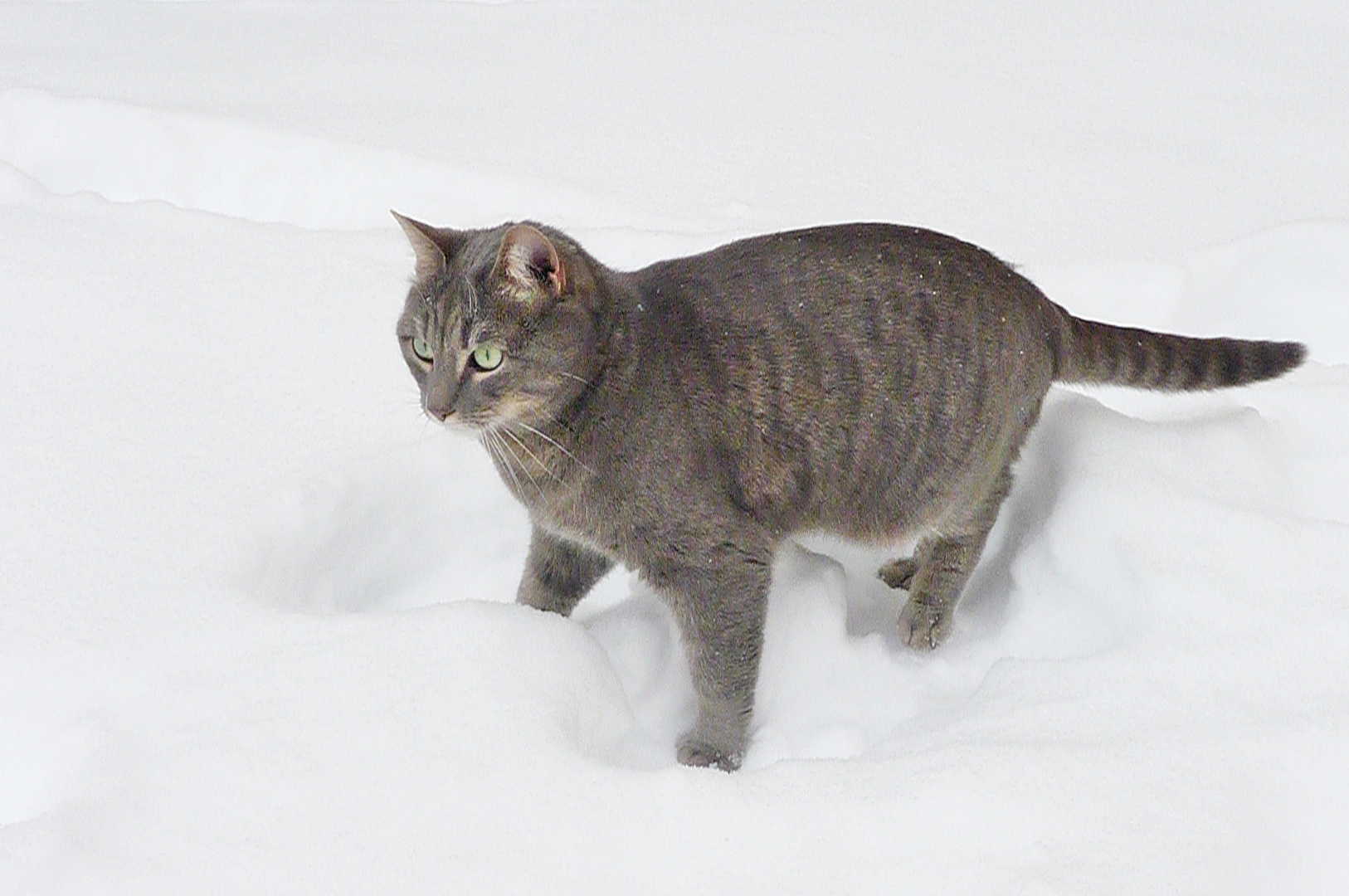 ABC -  die Katze lief im Schnee