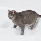 ABC -  die Katze lief im Schnee
