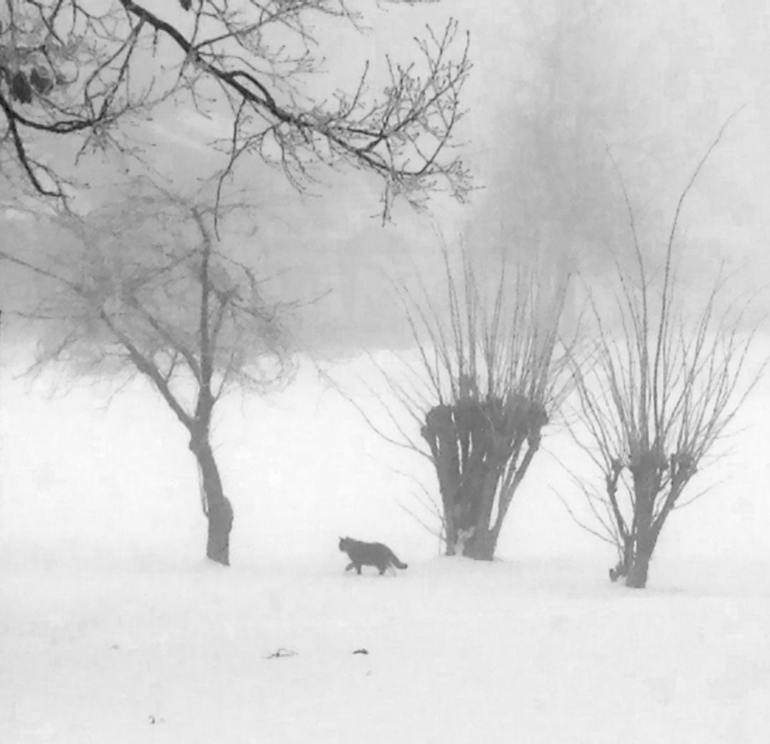 ABC die Katze lief im Schnee...