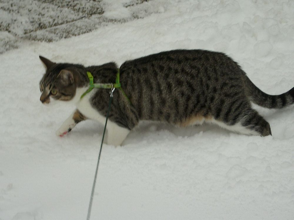 "ABC die Katze lief im Schnee....." , Peaches mit 9 monaten