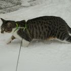 "ABC die Katze lief im Schnee....." , Peaches mit 9 monaten