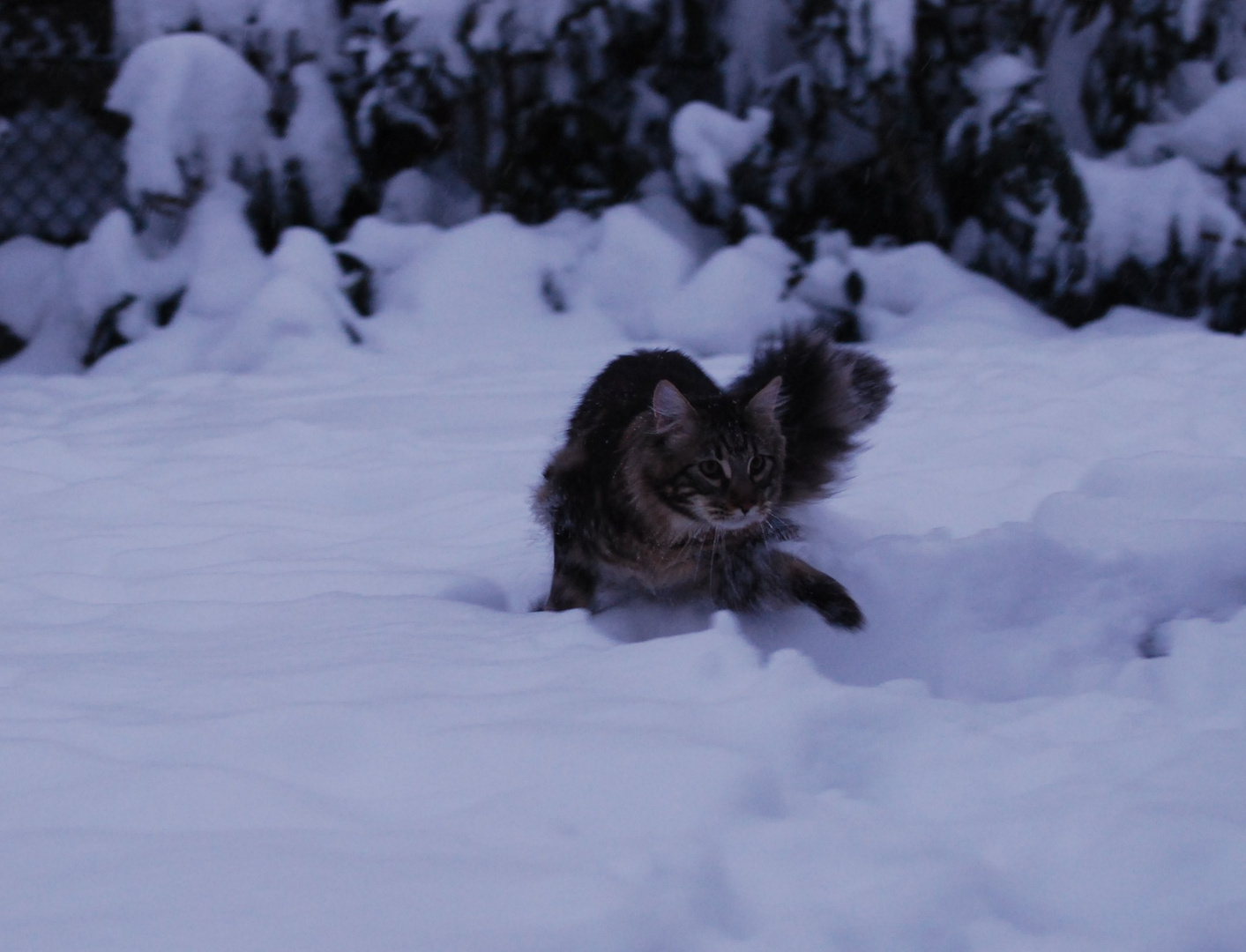 ABC ... die Katze steht im Schnee