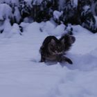 ABC ... die Katze steht im Schnee