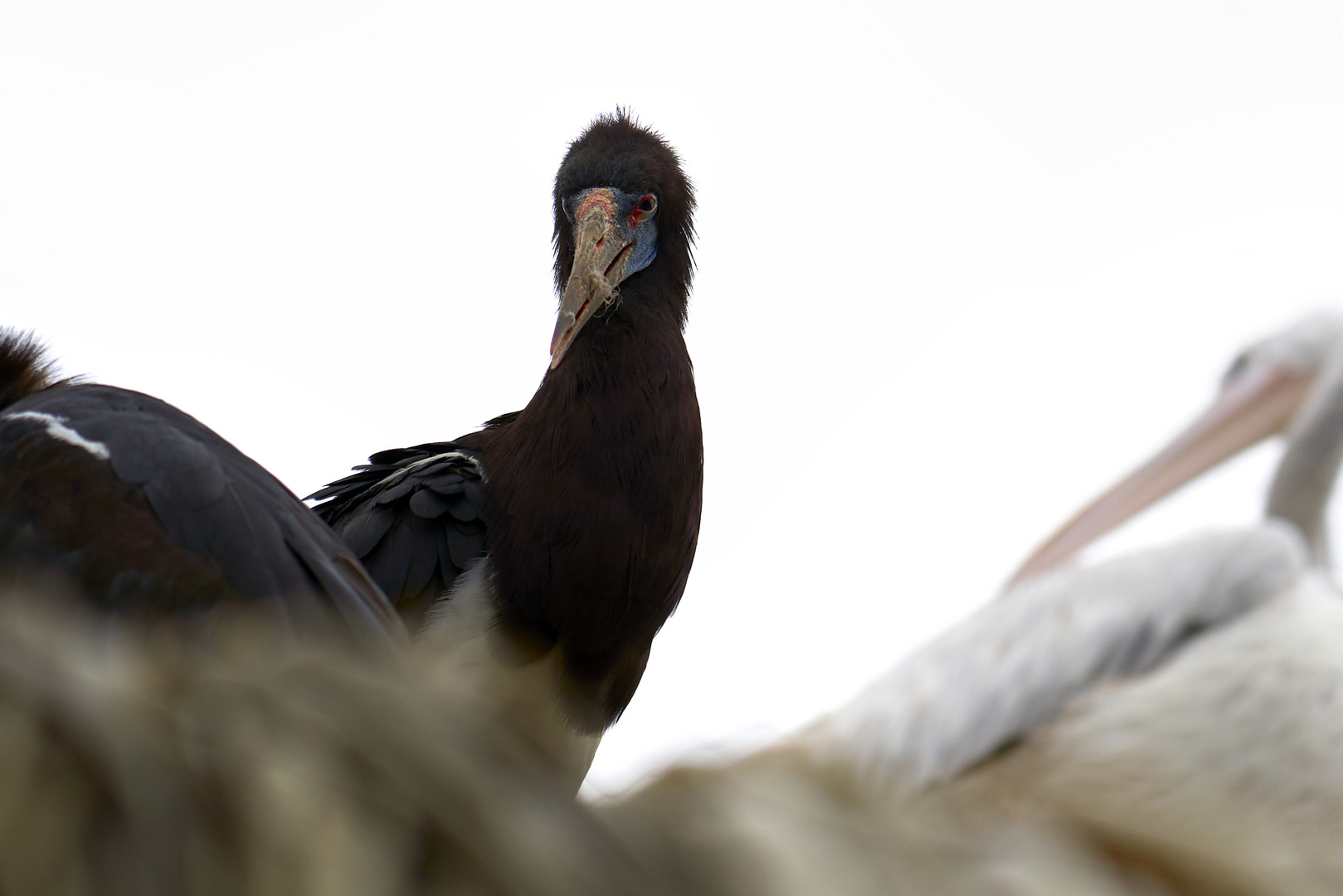 Abdim's stork