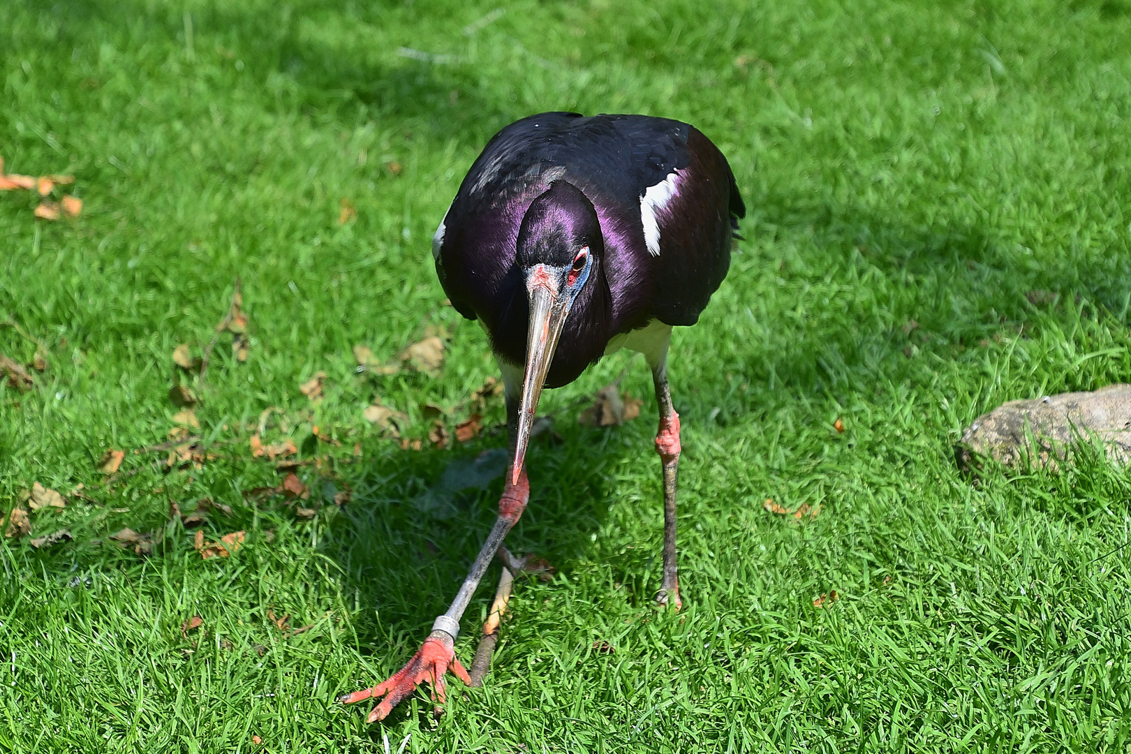 Abdimstorch (Ciconia abdimii) 