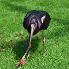 Abdimstorch (Ciconia abdimii) 