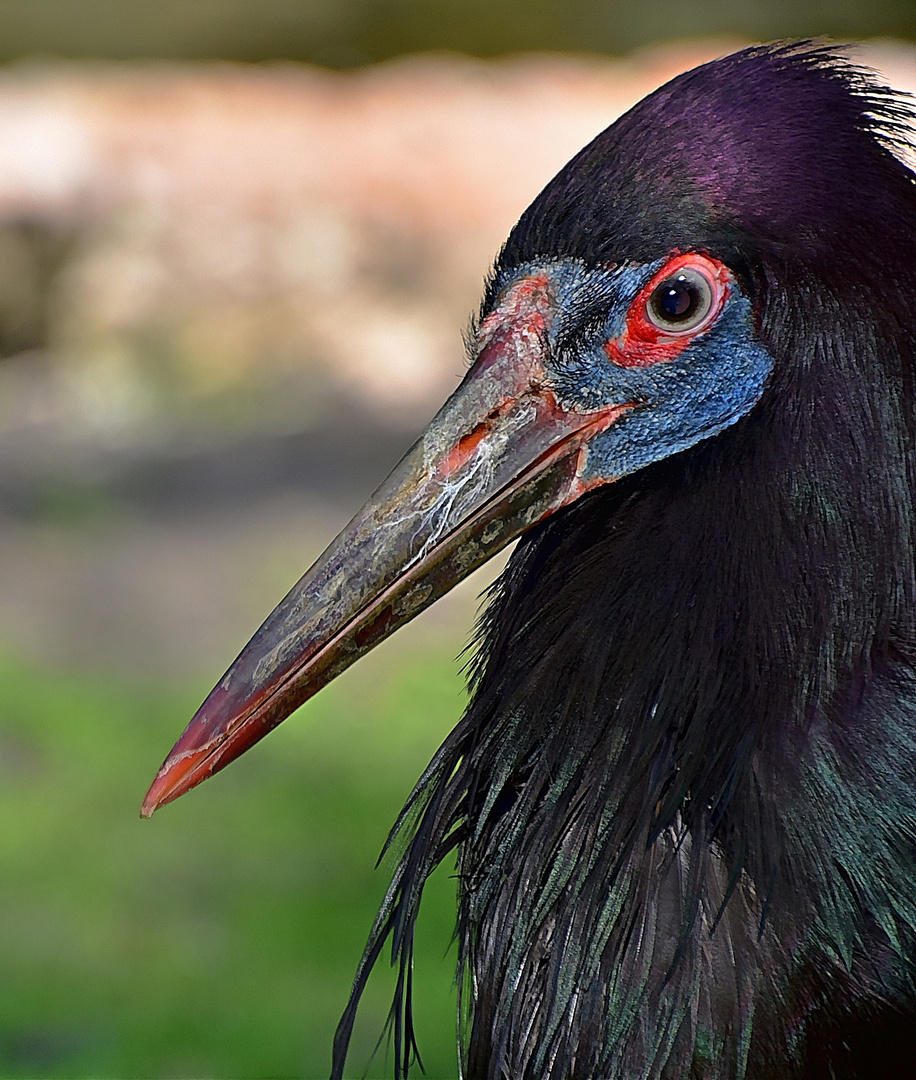 Abdimstorch (Ciconia abdimii)