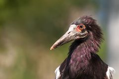 Abdimstorch (Ciconia abdimii)