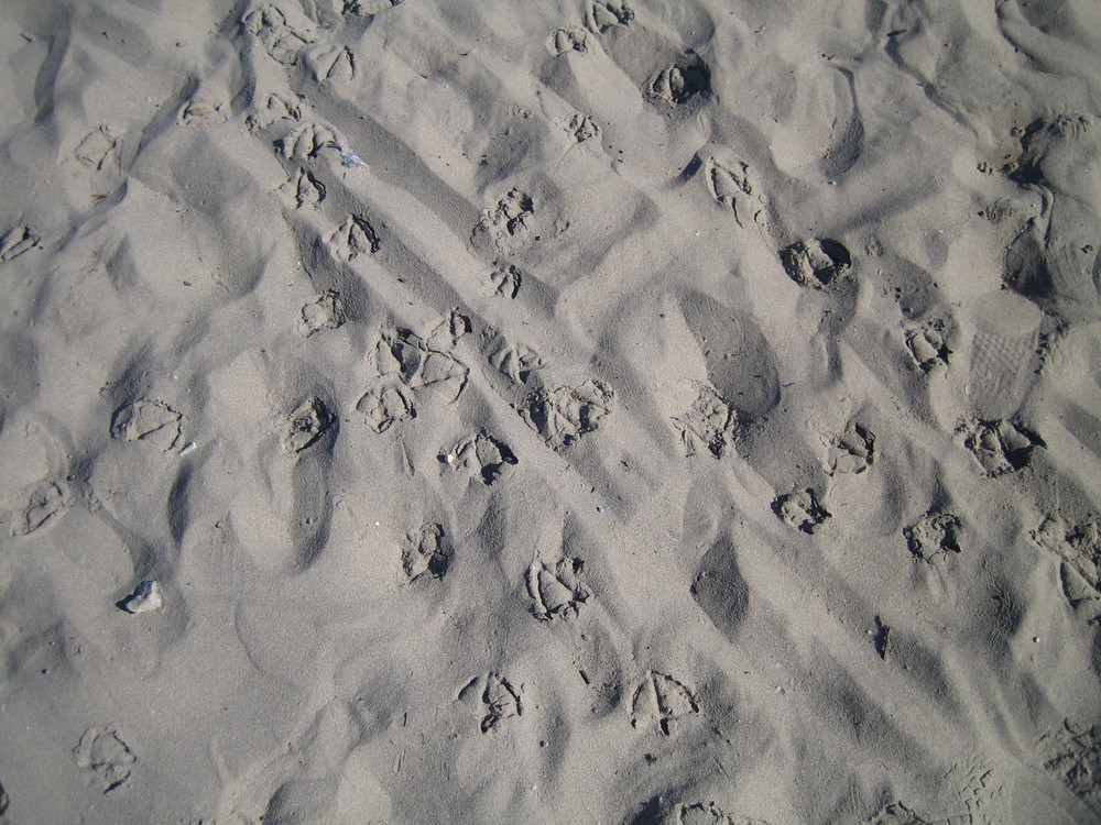 Abdrücke im Sand