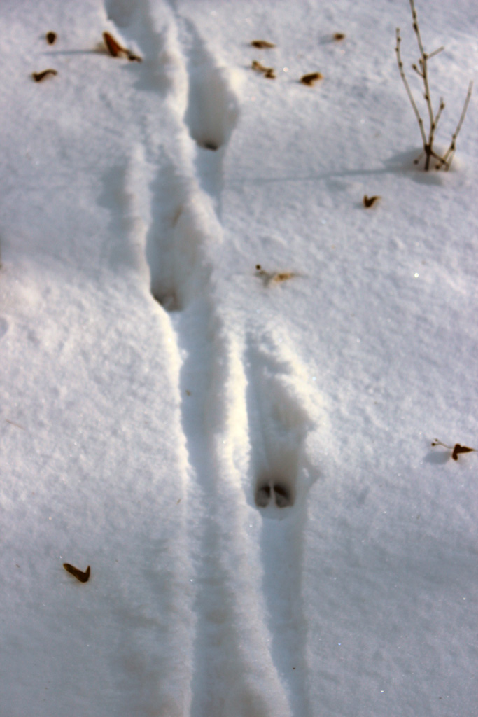 Abdrücke im Schnee 