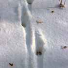 Abdrücke im Schnee 
