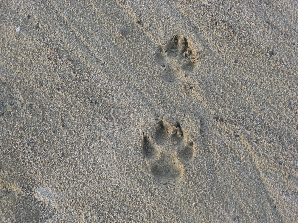 Abdrücke von meinem Hund :-)