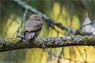 ~Glaucidium passerinum~ by Michael Radloff 