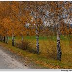 Abedules en el camino (Birken am Weg)