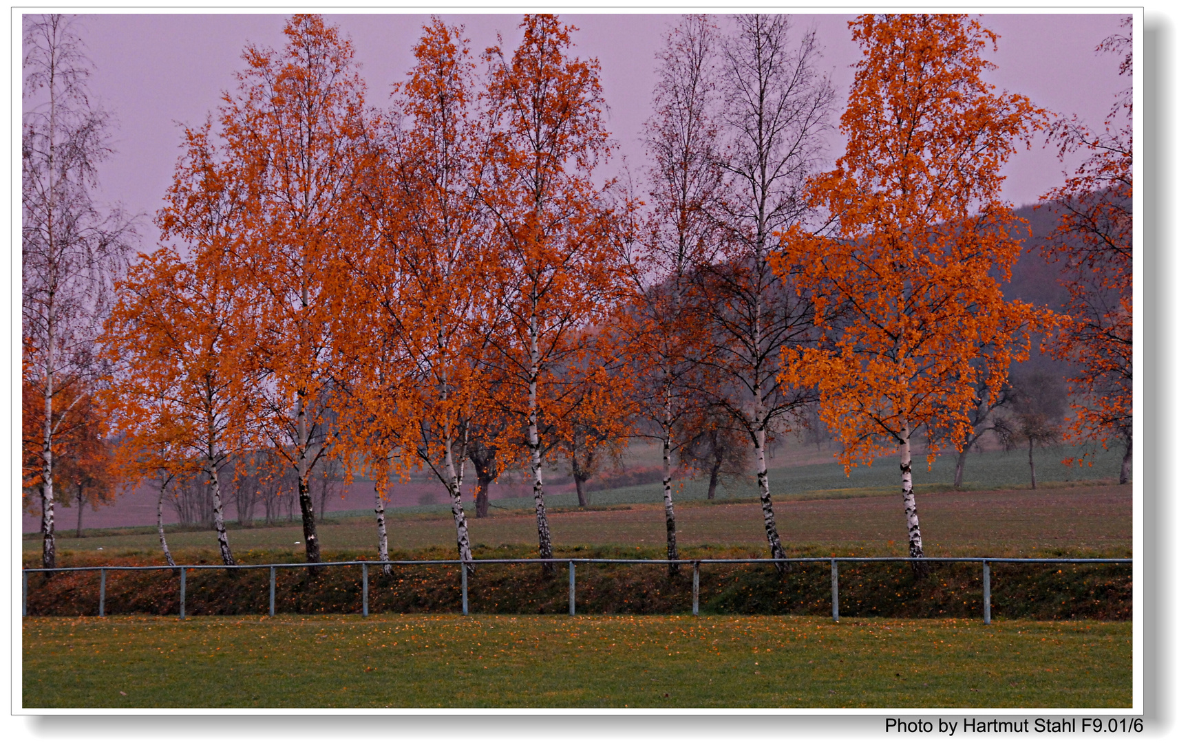 Abedules en el campo de deportes (Birken am Sportplatz)