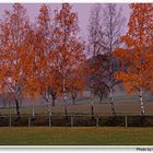 Abedules en el campo de deportes (Birken am Sportplatz)