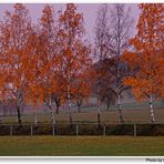 Abedules en el campo de deportes (Birken am Sportplatz)