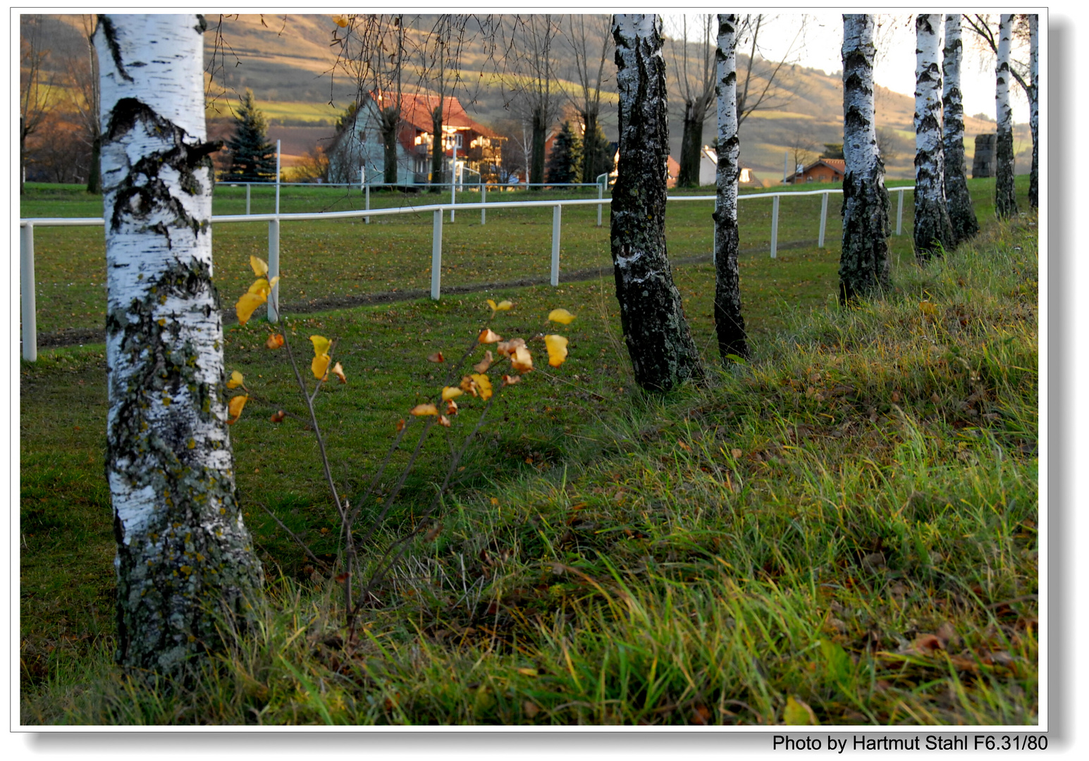 Abedules por la mañana (Birken am Morgen)