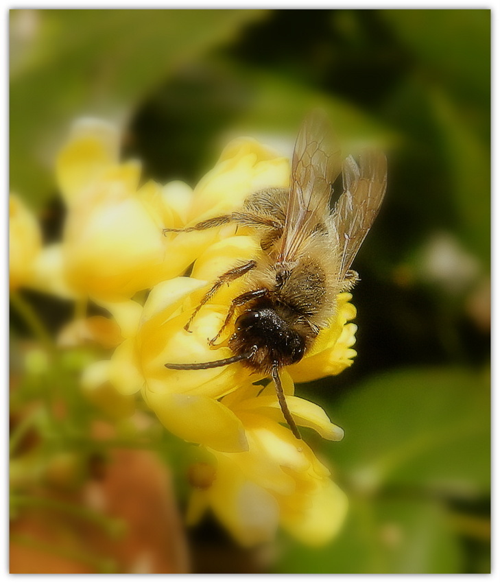 abeille