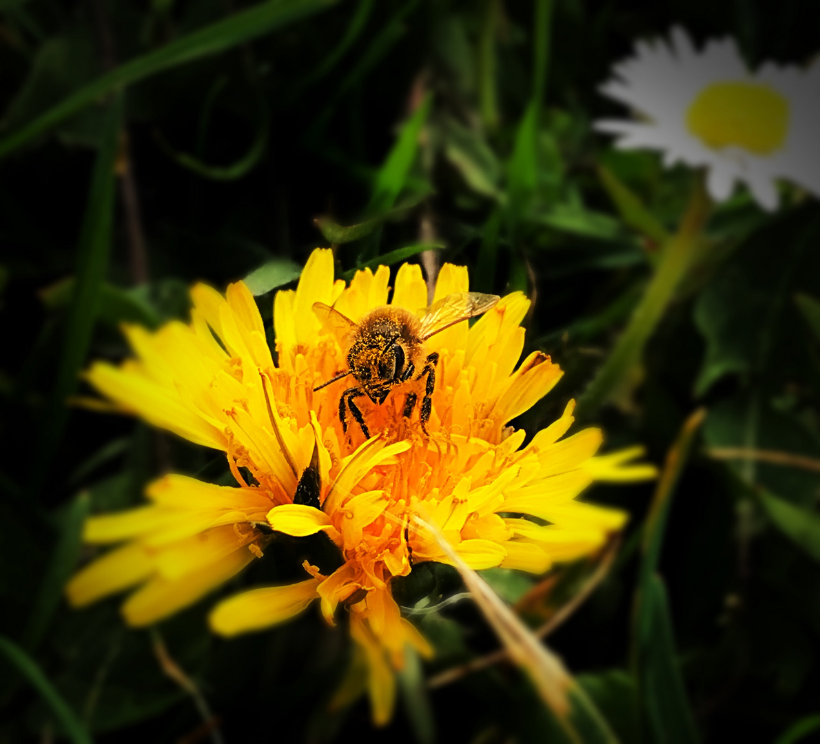 Abeille