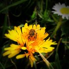 Abeille