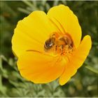 abeille