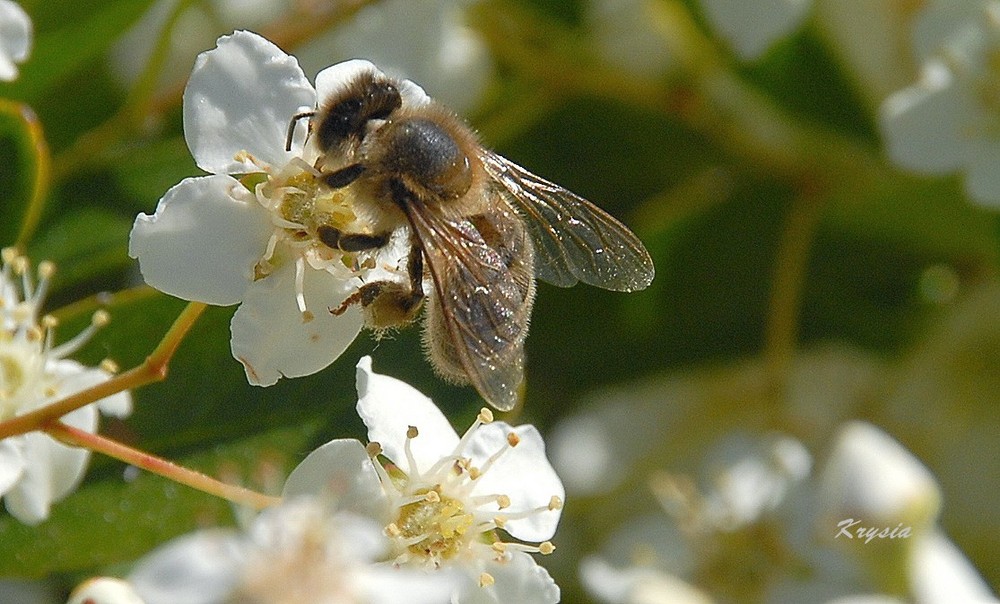 Abeille