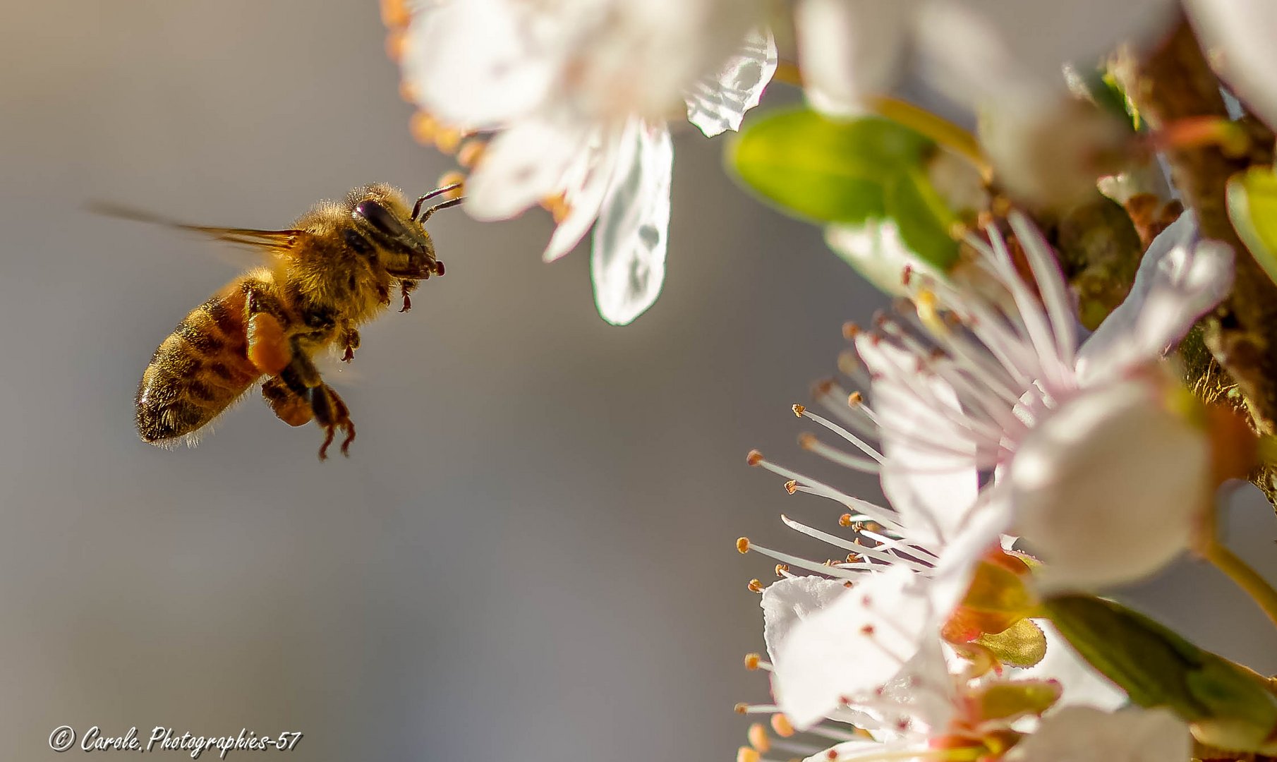 abeille