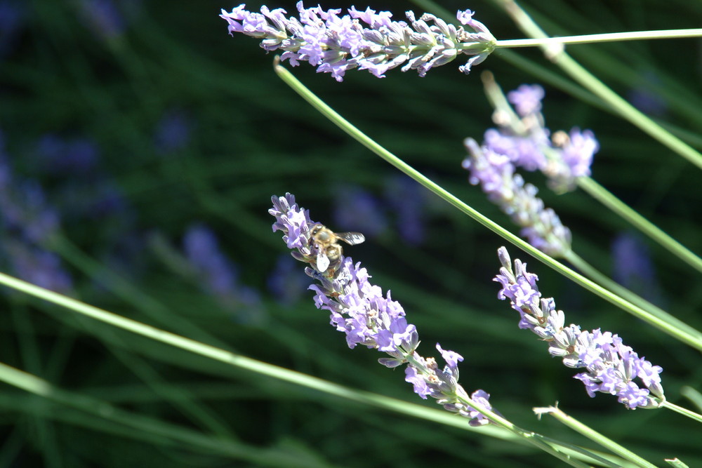 abeille de couettegirl 