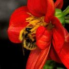 Abeille -