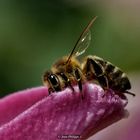 Abeille - 