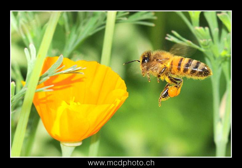 Abeille