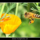 Abeille