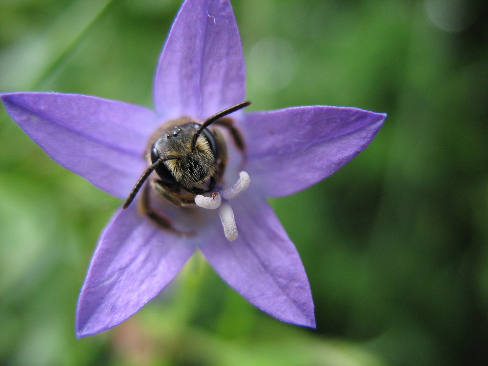 abeille a l'abrit du vent