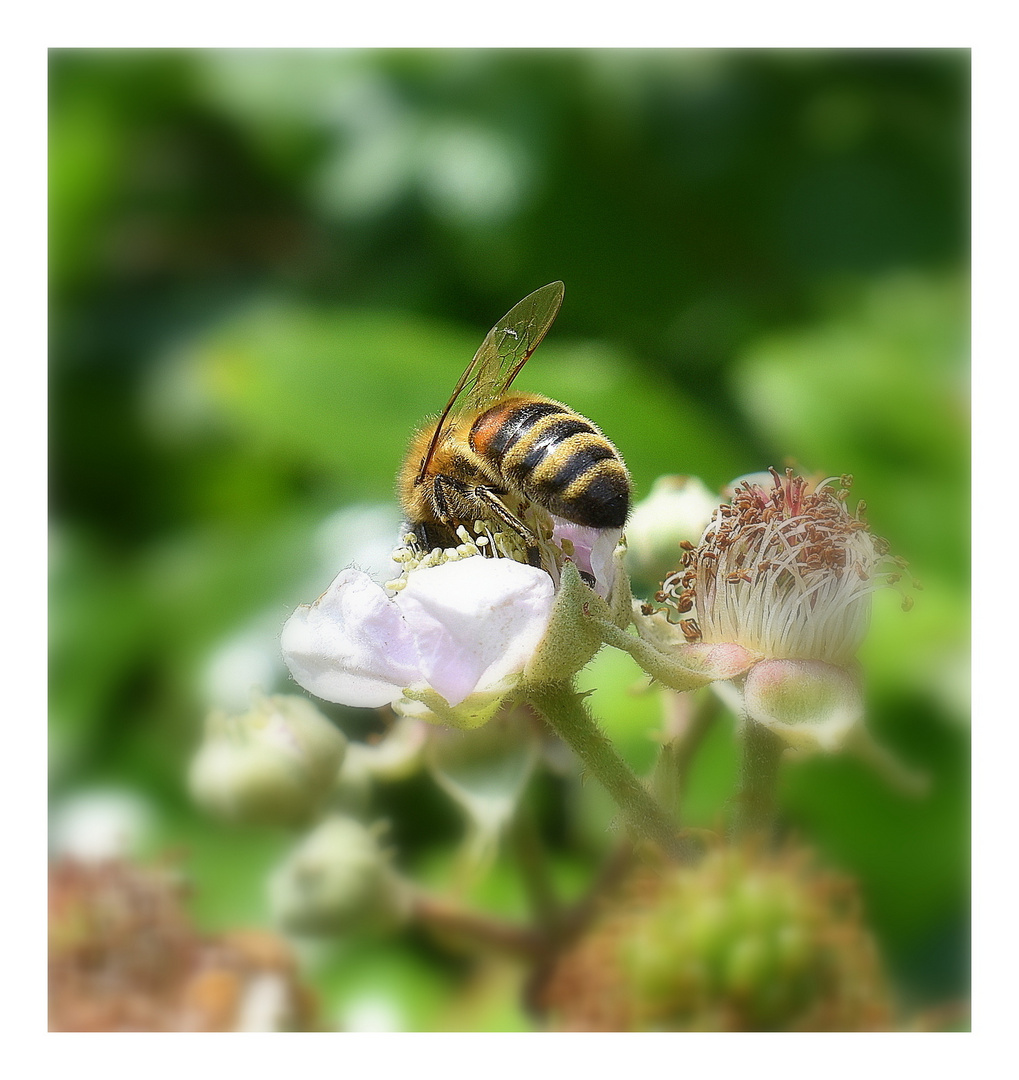abeille