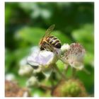 abeille