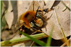 Abeille (Anthophora plumipes ?)