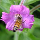 Abeille au coeur de la fleur